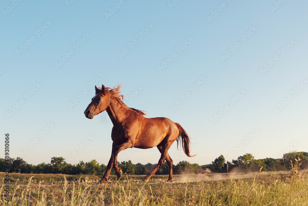 Fototapeta premium Wild horse galloping in Danube Delta, Dobrogea, Romania