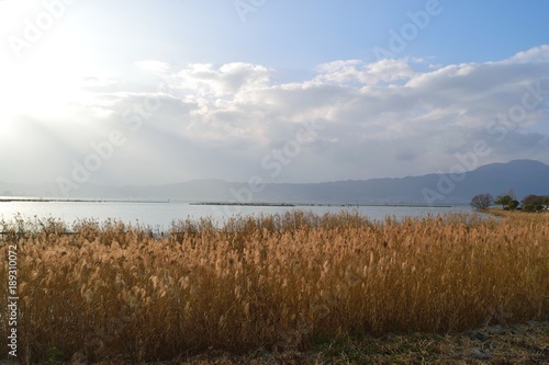 琵琶湖のヨシ群落 © mimi