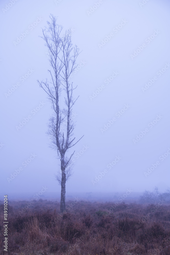 A foggy start on Wilverley Plain in the New Forest National Park.