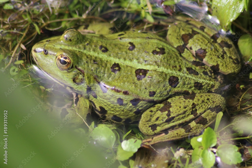 Fototapeta premium grenouille