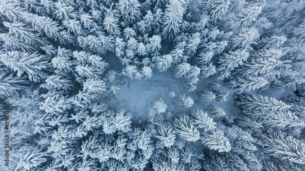 Drop down view of snow covered forest. Drop down view of snow covered forest.
