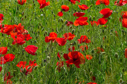 Field with red poppies at spring time