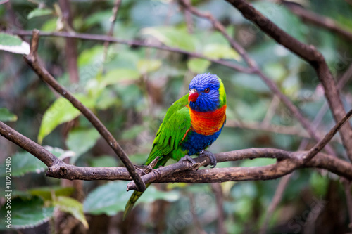 Colorful Rainbow Lorikeet Parrot sitting in Branch, Australia