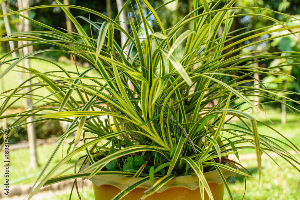 photo of beautiful croton plant photo of beautiful croton plant
