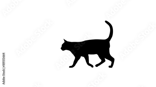 Silhouette of the black cat, animation on the white background