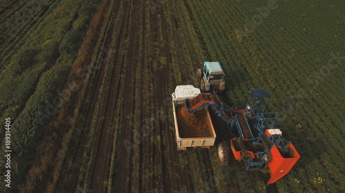 Mechanized carrot harvesting.erial view.Machine harvesting carrots moves across the field and loads the carrot truck.Harvest carrots combine and load it into the truck.