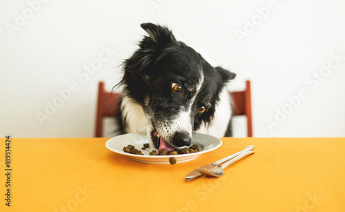Dog Eating Granules. Cute Border Collie Sitting behind the Table and Licking Dog Food from the Plate.
