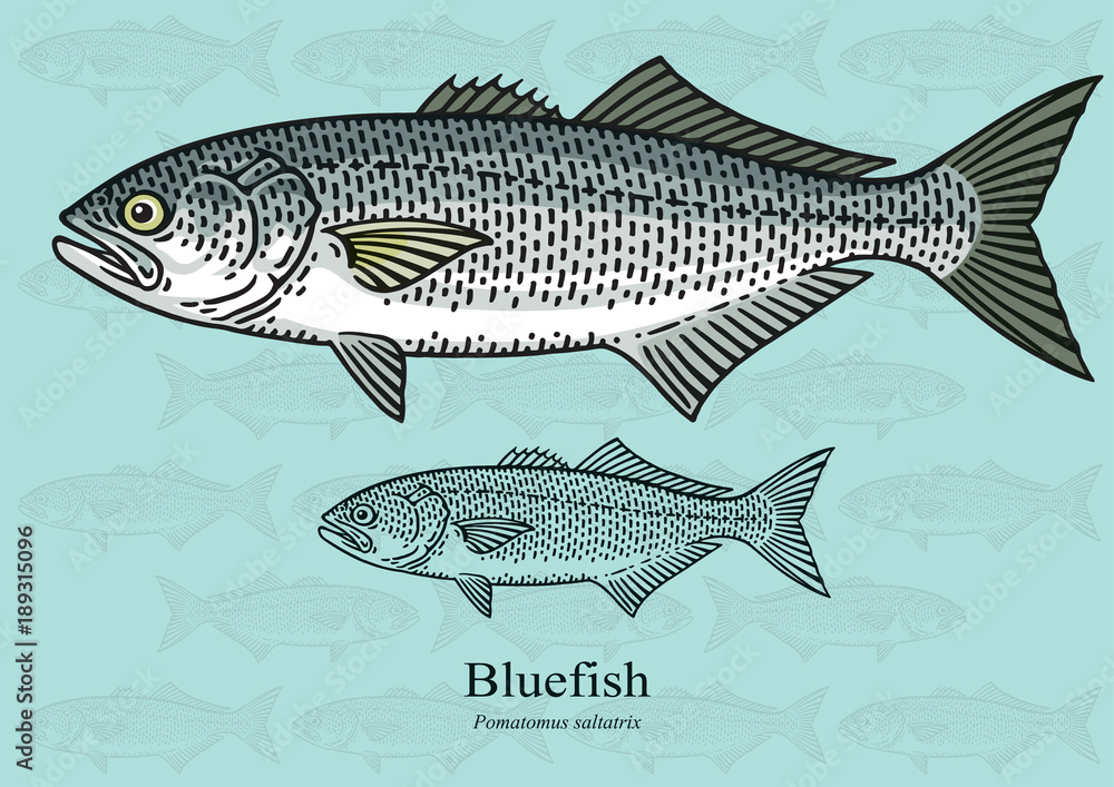 Fototapeta premium Bluefish. Vector illustration with precise details and optimized stroke that allows the image to be used in small sizes (in packaging design, decoration, educational graphics, etc.)
