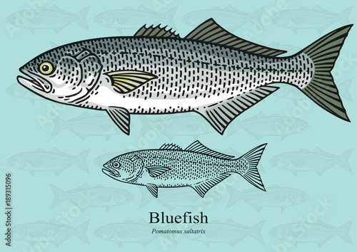 Bluefish. Vector illustration with precise details and optimized stroke that allows the image to be used in small sizes (in packaging design, decoration, educational graphics, etc.)