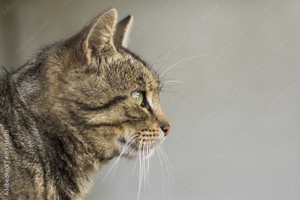 Portrait of a cat close-up. Pet animal.