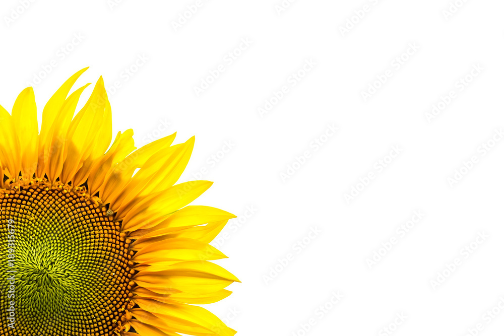 Fototapeta premium Corner close-up of sunflower leaves on white background