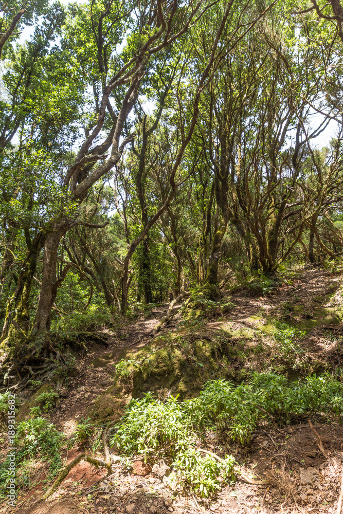 Alte, knorrige Lorbeerbäume säumen den Wanderweg auf Teneriffa Alte, knorrige Lorbeerbäume säumen den Wanderweg auf Teneriffa