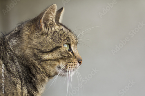 Portrait of a cat close-up. Pet animal.