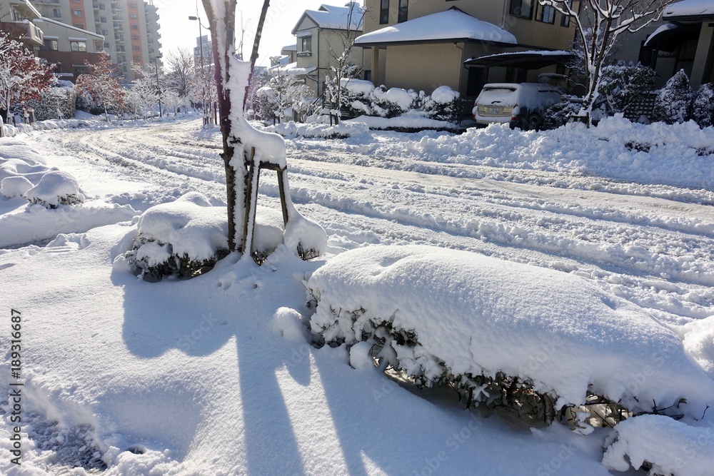 custom made wallpaper toronto digital冬の朝