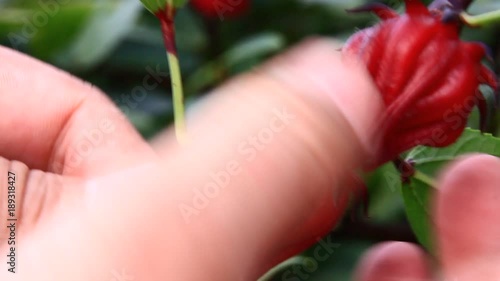 Farmers harvest Hibiscus flowers
