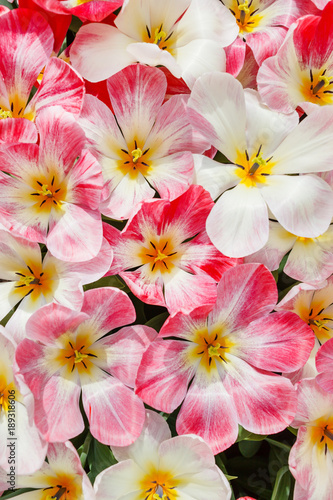 tulips in spring field © Maksim Shebeko