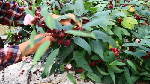 Farmers harvest Hibiscus flowers
