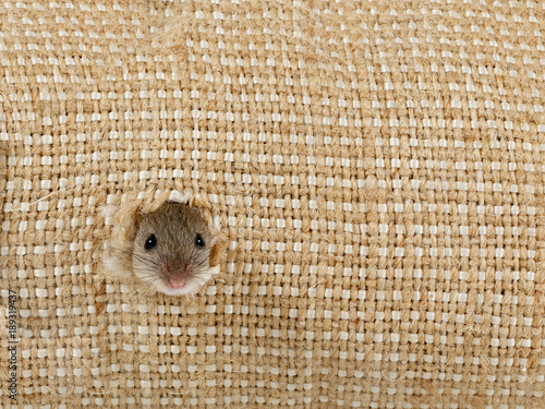 closeup the head of the field mouse (Apodemus agrarius) peeps from the hole in the linen sack and looking at camera