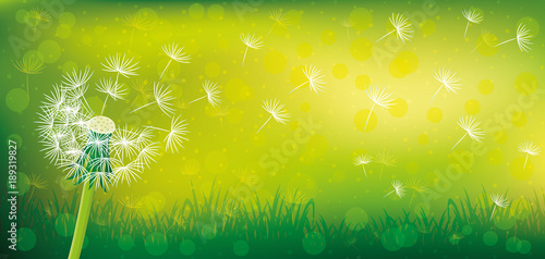 Fototapeta Naklejka Na Ścianę i Meble -  Dandelion on a green background.