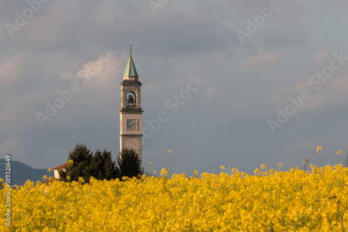 campo di colza fiorita. Sullo sfondo il campanile della chiesa di Guanzate (Como) photo