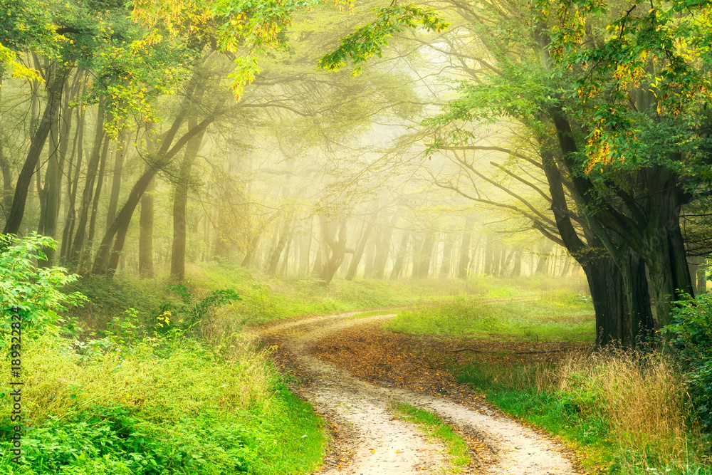 Winding Dirt Road through Forest in the Warm Light of the Morning Sun - obrazy, fototapety, plakaty 