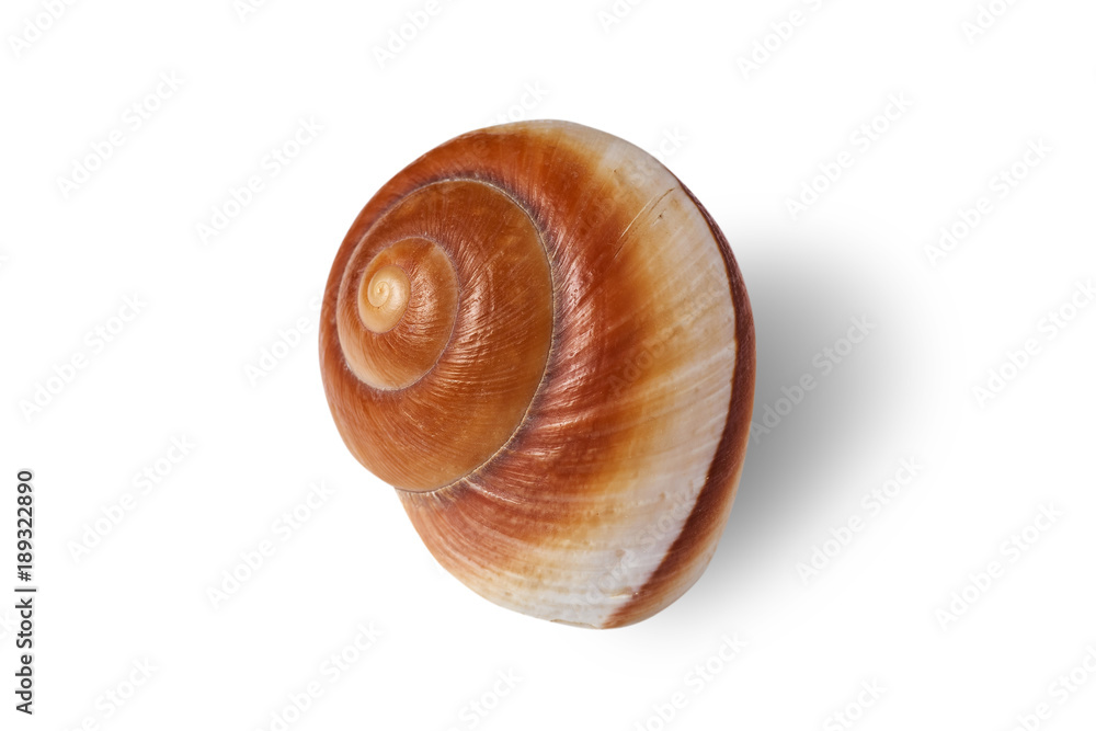 Sea shell isolated on a white background. Sea shell isolated on a white background.