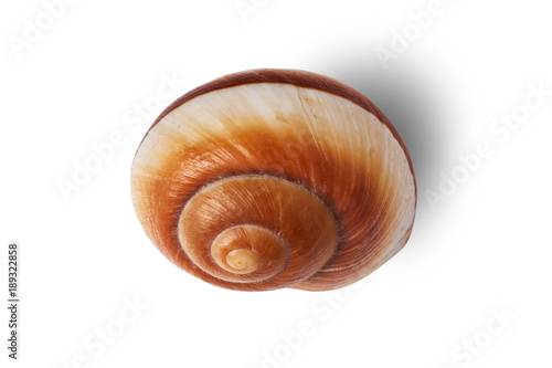 Sea shell isolated on a white background.