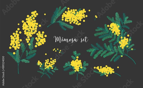 Collection of mimosa branches with blooming yellow flowers or inflorescences ...
