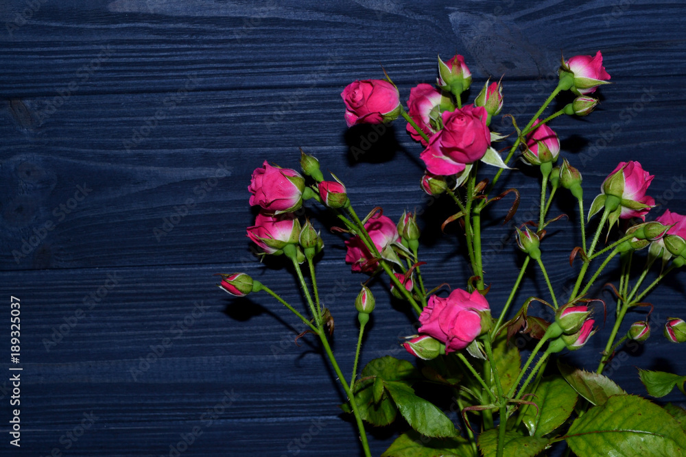 Pink roses on the dark blue wooden background.
