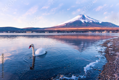 Fototapeta Naklejka Na Ścianę i Meble -  Swan in lake yamanaka with Mt.Fuji background