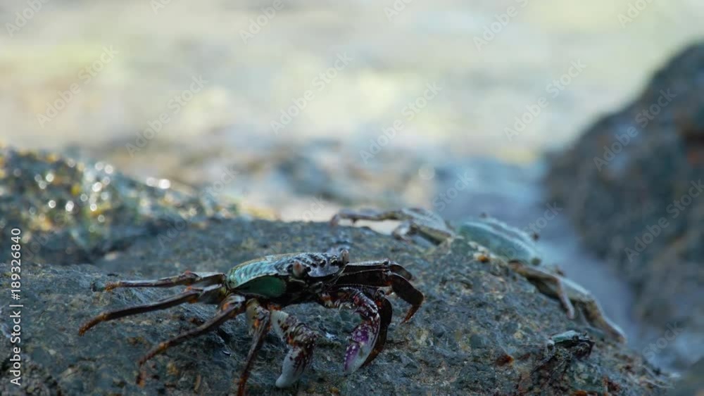 Crabs on the rock at the beach Crabs on the rock at the beach