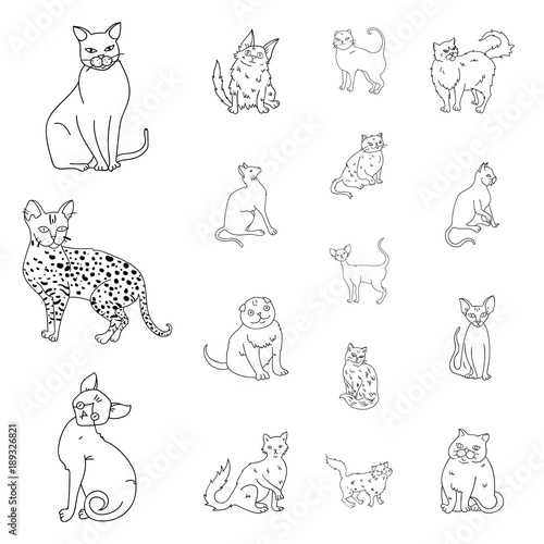 Breeds of cats outline icons in set collection for design. Pet cat vector symbol stock web illustration.