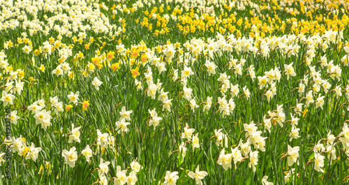 Fototapeta Naklejka Na Ścianę i Meble -  Frühlingsblumen