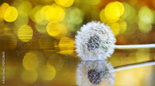 Fototapeta Naklejka Na Ścianę i Meble -  Springtime concept - white dandelion flower on golden background