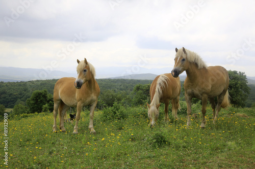 Haflinger Pferde, Gruppe auf Weide, Toskana, Italien, Europa