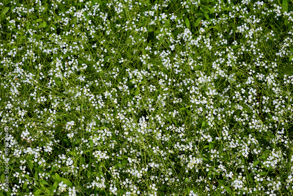 Green Grass Field of White Flowers Abstract Pattern Background Green Grass Field of White Flowers Abstract Pattern Background