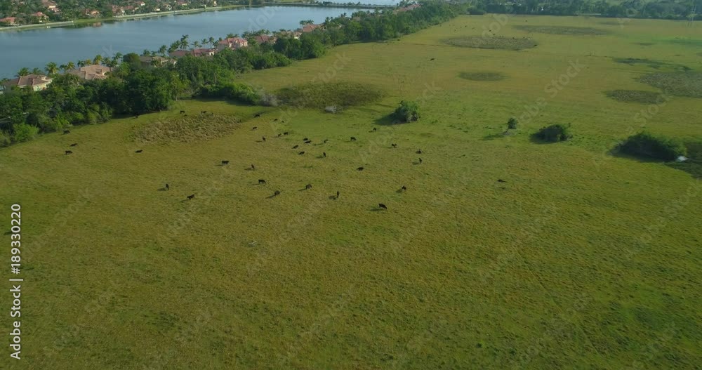Aeial video cows crazing in a field Florida 4k Aeial video cows crazing in a field Florida 4k