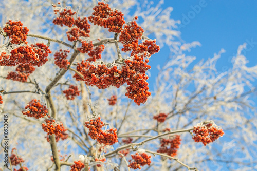 mountain ash in winter on sky background photo