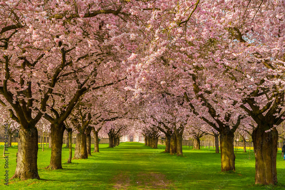 Beautiful cherry blossom avenue in the Schwetzingen garden, Germany.