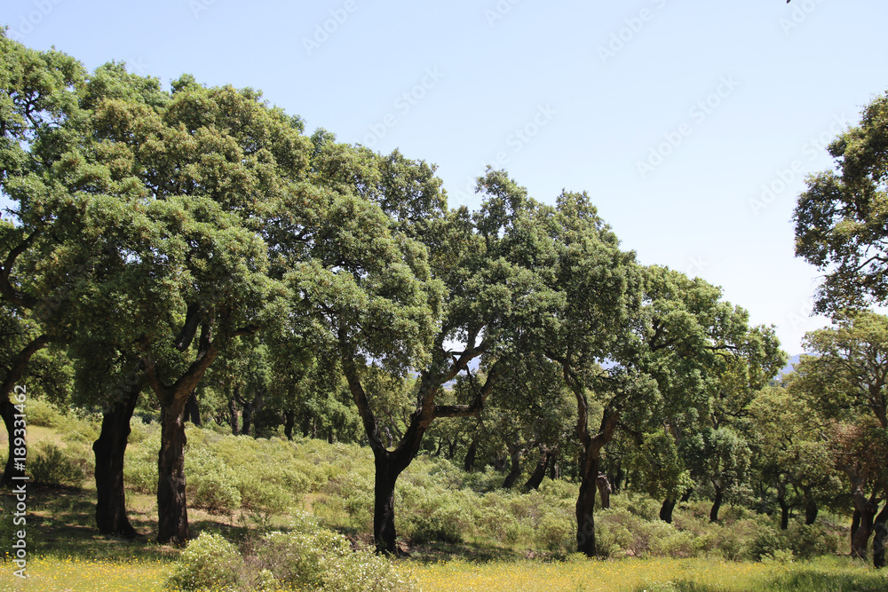 Korkeichenwald im Frühling, Toskana, Italien, Europa