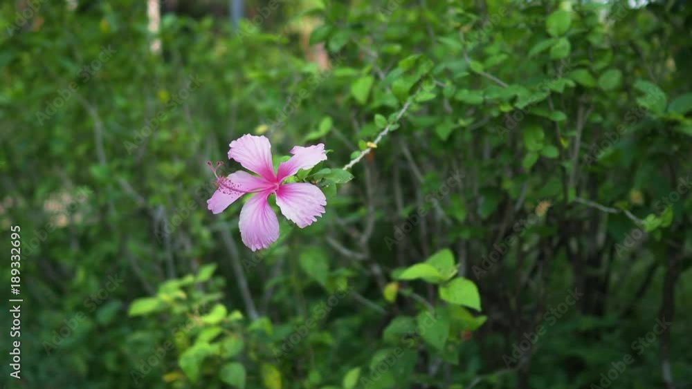 Common Hibiscus pink flower. Common Hibiscus pink flower.