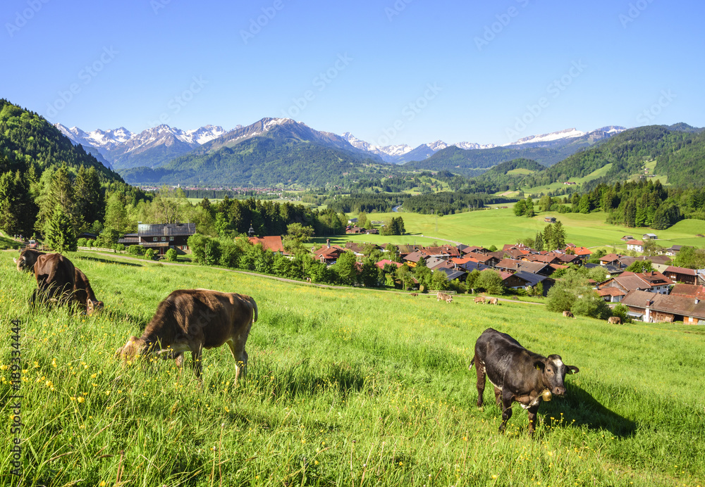 grasende Kühe im Allgäu