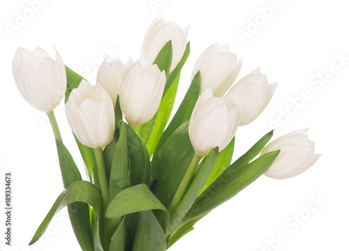 White tulips on white background