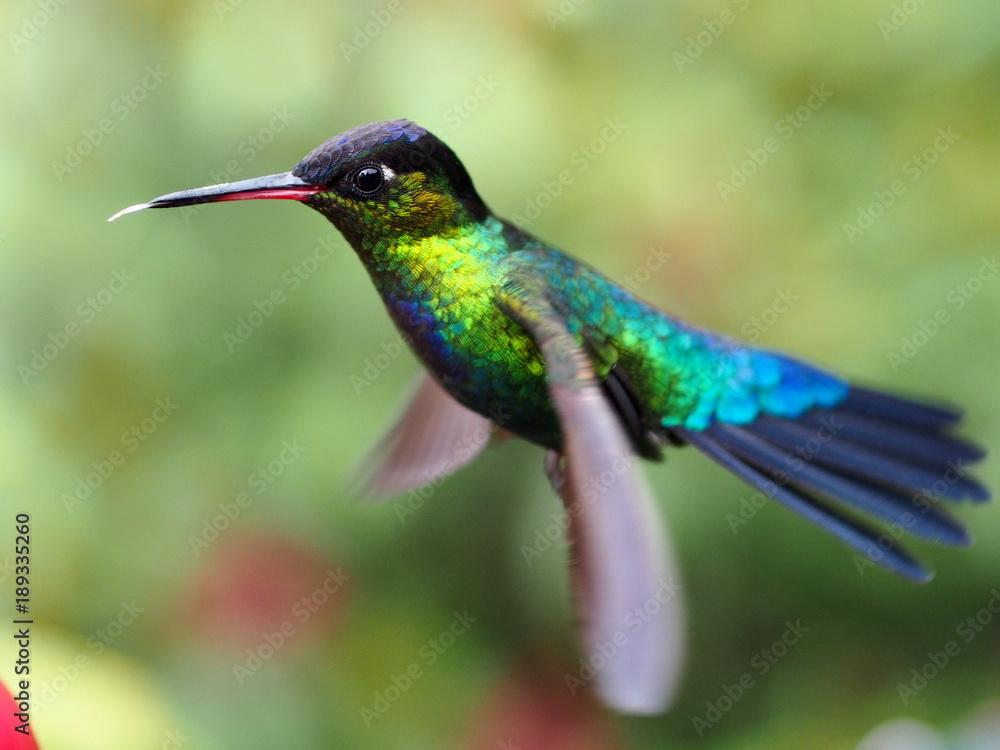 Fototapeta premium Kolibri in Costa Rica