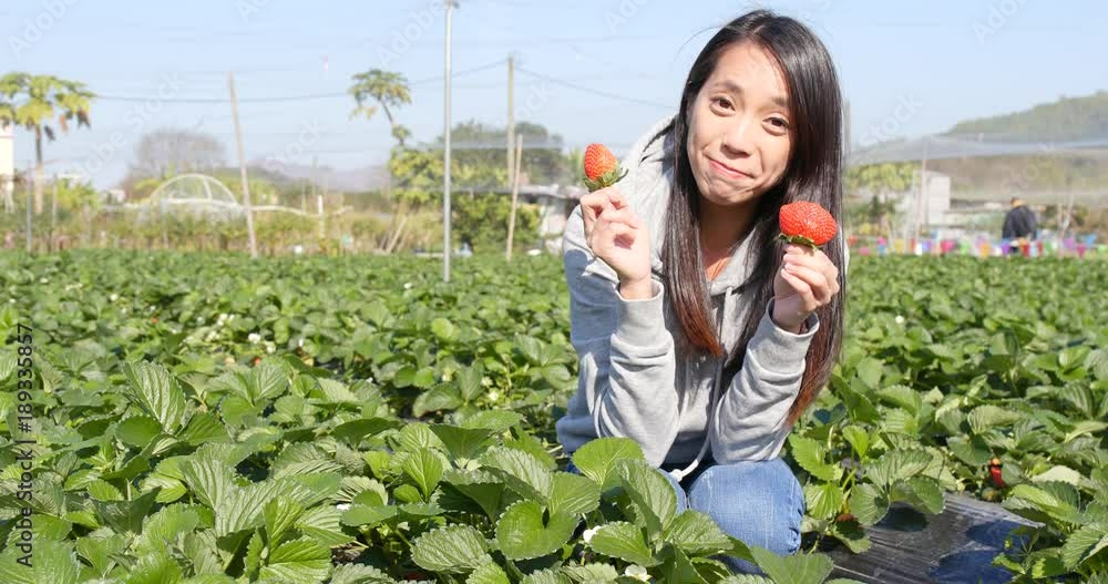 Happy woman picking strawberry in the field