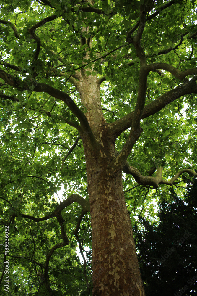 british tree british tree