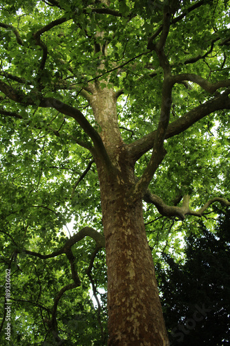 british tree