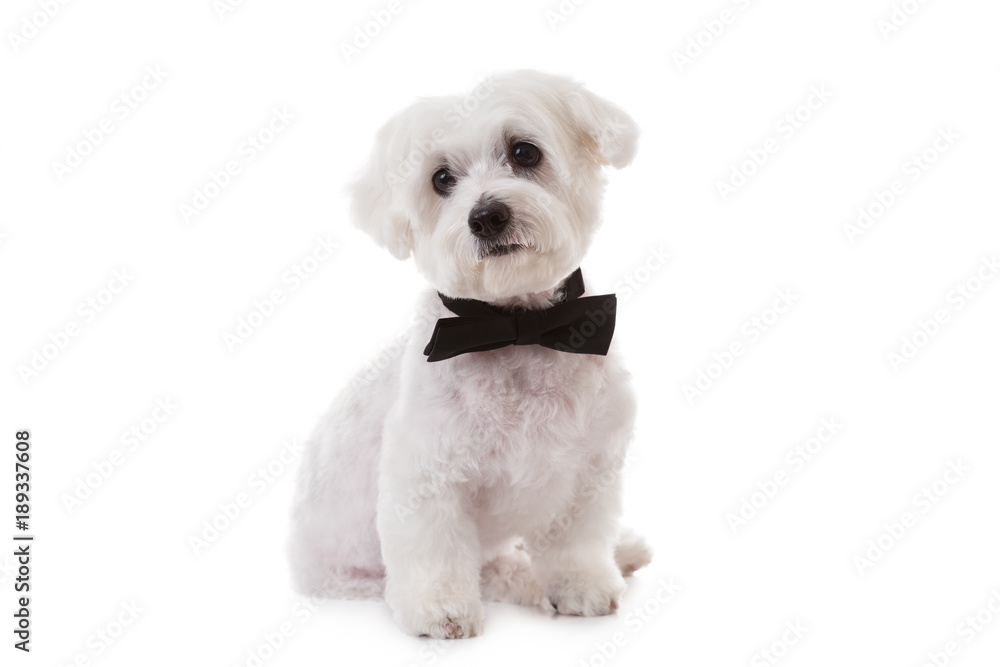 Obraz premium studio shot of cute maltese dog in bow tie, isolated&nbsp;