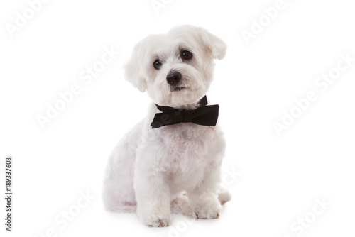 Fototapeta Naklejka Na Ścianę i Meble -  studio shot of cute maltese dog in bow tie, isolated 