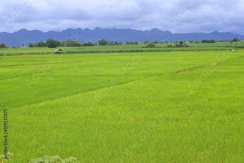 landscape of rice field